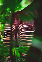 Okapi (Okapia johnstoni) rump pattern with stripes, Ituri Rainforest, Okapi Faunal Reserve, Democratic Republic of Congo.