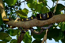 Gold-ringed cat snake (Boiga dendrophila dendrophila) in tree, Malaysia