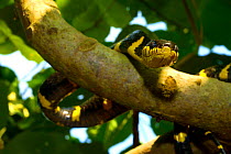 Gold-ringed cat snake (Boiga dendrophila dendrophila) in tree branch, Malaysia