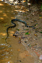 Gold-ringed cat snake (Boiga dendrophila dendrophila) on river bank, Malaysia