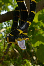 Gold-ringed cat snake (Boiga dendrophila dendrophila) in tree with mouth wide open, Malaysia