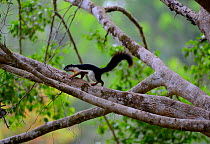 Prevost's Squirrel (Callosciurus prevostii) running along branch, Taman Negara National Park, Malaysia