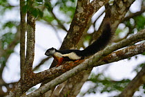 Prevost's Squirrel (Callosciurus prevostii) running on branch, Taman Negara National Park, Malaysia
