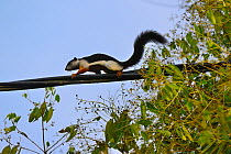 Prevost's Squirrel (Callosciurus prevostii) running along cable, Taman Negara National Park, Malaysia