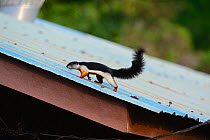 Prevost's Squirrel (Callosciurus prevostii) running on roof, Taman Negara National Park, Malaysia
