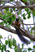 Prevost's Squirrel (Callosciurus prevostii)   Taman Negara National Park, Malaysia