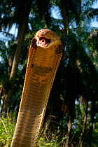 King cobra (Ophiophagus hannah) in strike pose with mouth open and glottis (hole like structure in mouth) clearly visible. Malaysia