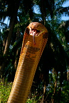 King cobra (Ophiophagus hannah) in strike pose with mouth open, tongue out and glottis (hole like structure in mouth) clearly visible. Malaysia