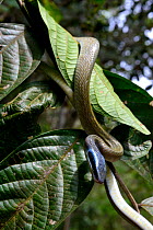 Cave-dwelling rat snake (Orthriophis taeniurus ridleyi) moving in tree, Malaysia