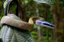 Cave-dwelling rat snake (Orthriophis taeniurus ridleyi) moving in tree, Malaysia