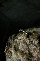 Cave-dwelling rat snake (Orthriophis taeniurus ridleyi) in cave, Malaysia