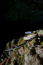 Cave-dwelling rat snake (Orthriophis taeniurus ridleyi) in cave, Malaysia