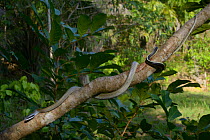 Cave-dwelling rat snake (Orthriophis taeniurus ridleyi) Malaysia