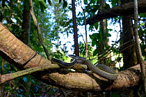 Cave-dwelling rat snake (Orthriophis taeniurus ridleyi) Malaysia