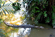 False gharial  (Tomistoma schlegeli) Malaysia