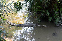 False gharial  (Tomistoma schlegeli) Malaysia