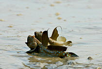 Blue spotted mudskipper (Boleophthalmus boddarti) at low tide, Malaysia
