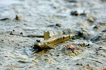 Blue spotted mudskipper (Boleophthalmus boddarti)exposed at low tide, Malaysia