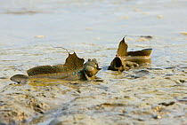 Blue spotted mudskippers (Boleophthalmus boddarti) at low tide, Malaysia