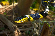 Gold-ringed cat snake (Boiga dendrophila dendrophila) Malaysia