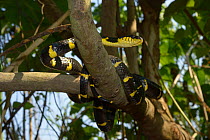 Gold-ringed cat snake (Boiga dendrophila dendrophila) Malaysia