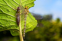 Recently emerged Southern Hawker dragonfly (Aeshna cyanea) next to empty larval exoskeleton. Derbyshire, UK. June.