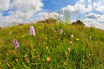 Common Spotted Orchids (Dactylorhiza fuchsii) and Bee Orchid (Ophyris apifera) photographed with fisheye lens to show lowland calcareous grassland habitat. Peak District National Park, Derbyshire, UK....