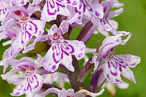 Common spotted orchid (Dactylorhiza fuchsii) Derbyshire, UK. June.