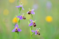 Bee Orchids (Ophyris apifera) Peak District National Park, Derbyshire, UK. June.