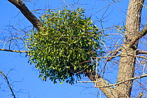 Mistletoe (Viscum album) infestation in Common lime tree (Tilia x europaea). Somerset UK. February.