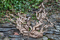 Ivy (Hedera helix) growing in a dry stone wall Ambleside, Lake District National Park, Cumbria, UK. February.