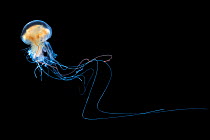 Lion's Mane Jellyfish (Cyanea capillata) against a black background, taken in mobie field studio, Isle of Mull, Scotland. June.