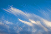 Cirrus uncinus or Mares' Tails cloud formations, Isle of Mull, UK.