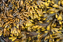 Channelled Wrack (Pelvetia canaliculata), Bladder Wrack (Fucus vesiculosus) and Spiral Wrack (Fucus spiralis) seaweeds, exposed at low tide in upper-shore zone. Isle of Mull, Scotland, UK. June.