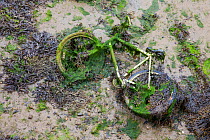 Discarded bicycle covered in algae in harbour at low tide. Portsmouth, UK, July 2013.