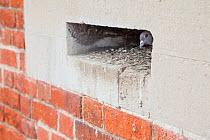 Rock Dove / Feral Pigeon (Columba livia) nesting in building. Portsmouth, UK, July.