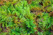 Common Tamarisk-moss (Thuidium tamariscinum) Lake District National Park, Cumbria, UK. February.