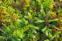 Red-stemmed Feather-moss (Pleurozium schreberi) and Common Tamarisk-moss (Thuidium tamariscinum) growing together in mound. Lake District National Park, Cumbria, UK. February.