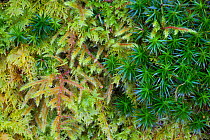 Red-stemmed Feather-moss (Pleurozium schreberi), Bank Haircap Moss (Polytrichum formosum) and Common Tamarisk-moss (Thuidium tamariscinum) growing together in mound. Lake District National Park, Cumbr...