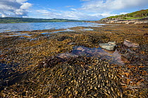 Knotted / Egg Wrack seaweed (Ascophyllum nodosum) growing in middle shore zone, exposed at low tide. Isle of Mull, Scotland, UK. June.