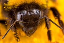 Buff-tailed Bumblebee (Bombus terrestris) close up of worker feeding on Ox-eye Daisy (Leucanthemum vulgare). Peak District National Park, Derbyshire, UK. July.