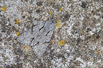 Grey Dagger (Acronicta psi) moth camouflaged on rock, Peak District National Park, Derbyshire, UK. June.