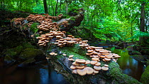 Honey Fungus (Armillaria sp.) growing on dead birch tree. Peak District National Park, Derbyshire, UK. September.