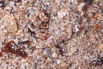 Close up of head of European Plaice (Pleuronectes platessa) camouflaged in sand.Taken in mobile field studio. Isle of Mull, Scotland, UK. June.