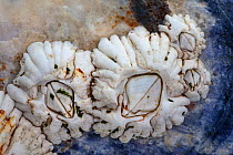 Acorn barnacle (Semibalanus balanoides) growing on shell of Common Mussel (Mytilus edulis), Isle of Skye, Scotland, April.
