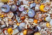 Mixed sea shells on beach, Claigan, Isle of Skye, Inner Hebrides, Scotland, UK. April.