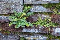 Rustyback Fern (Asplenium ceterach / Ceterach officinarum) and Maiden-hair Spleenwort (Asplenium trichomanes) growing in a dry stone wall. Ambleside, Lake District National Park, Cumbria, UK. February...