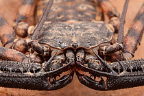 Tanzanian Giant Tailless Whipscorpion (Damon variegatus). Captive, occurs in Kenya and Tanzania.