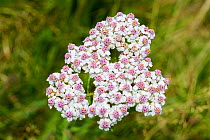 Yarrow (Achillea millefolium), Peak District National Park, Derbyshire, UK. August.