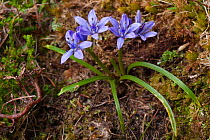Spring Squill (Scilla verna) in flower on cliff top. Iona, Isle of Mull, Scotland, UK. June.